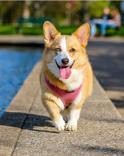 Dog Walking - dog waking on a ledge next to water