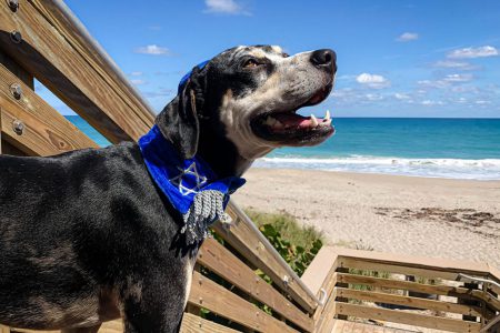 Portrait of a dog at the beach wearing a styled blue collar and the Star of David