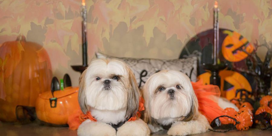 Halloween portrait of two dogs