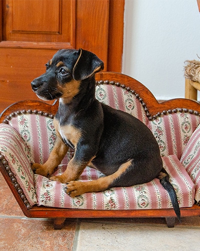 Concierge Services - Dog sitting on small couch