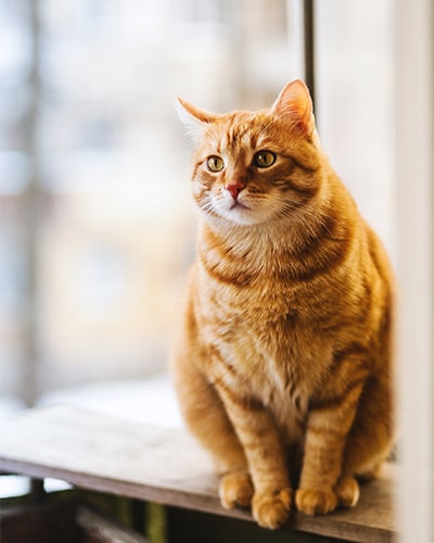 Cat Sitting Services - Orange Cat sitting on table