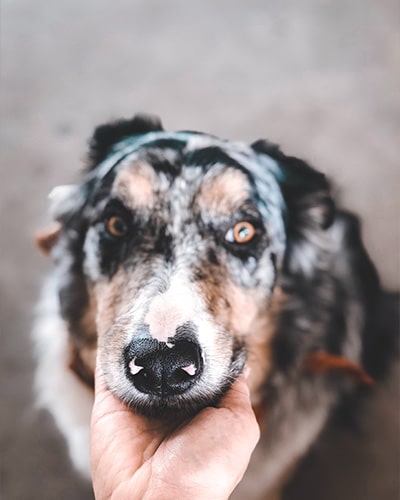 Extra Love and Care - dog resting head on person hand