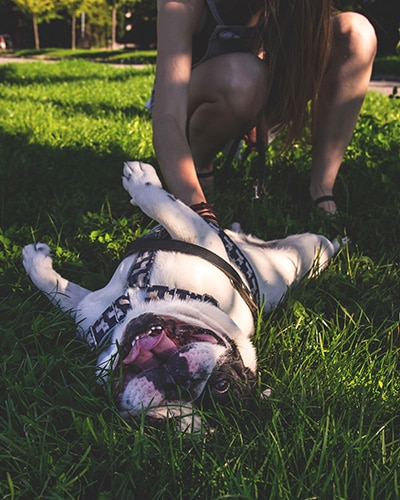 Fun in the park - French bull dog rolling in the grass