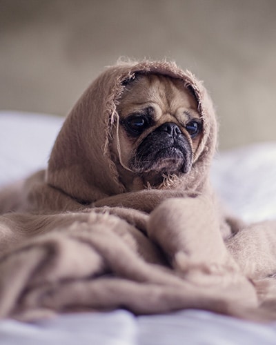 Overnight Pet Sitting - puppy wrapped in a blanket