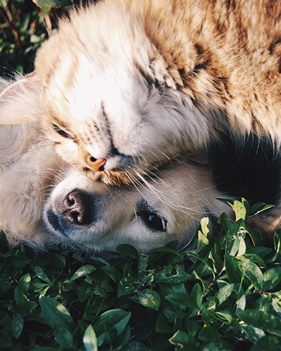 Pet Sitting Services - Orange cat and dog laying in grass