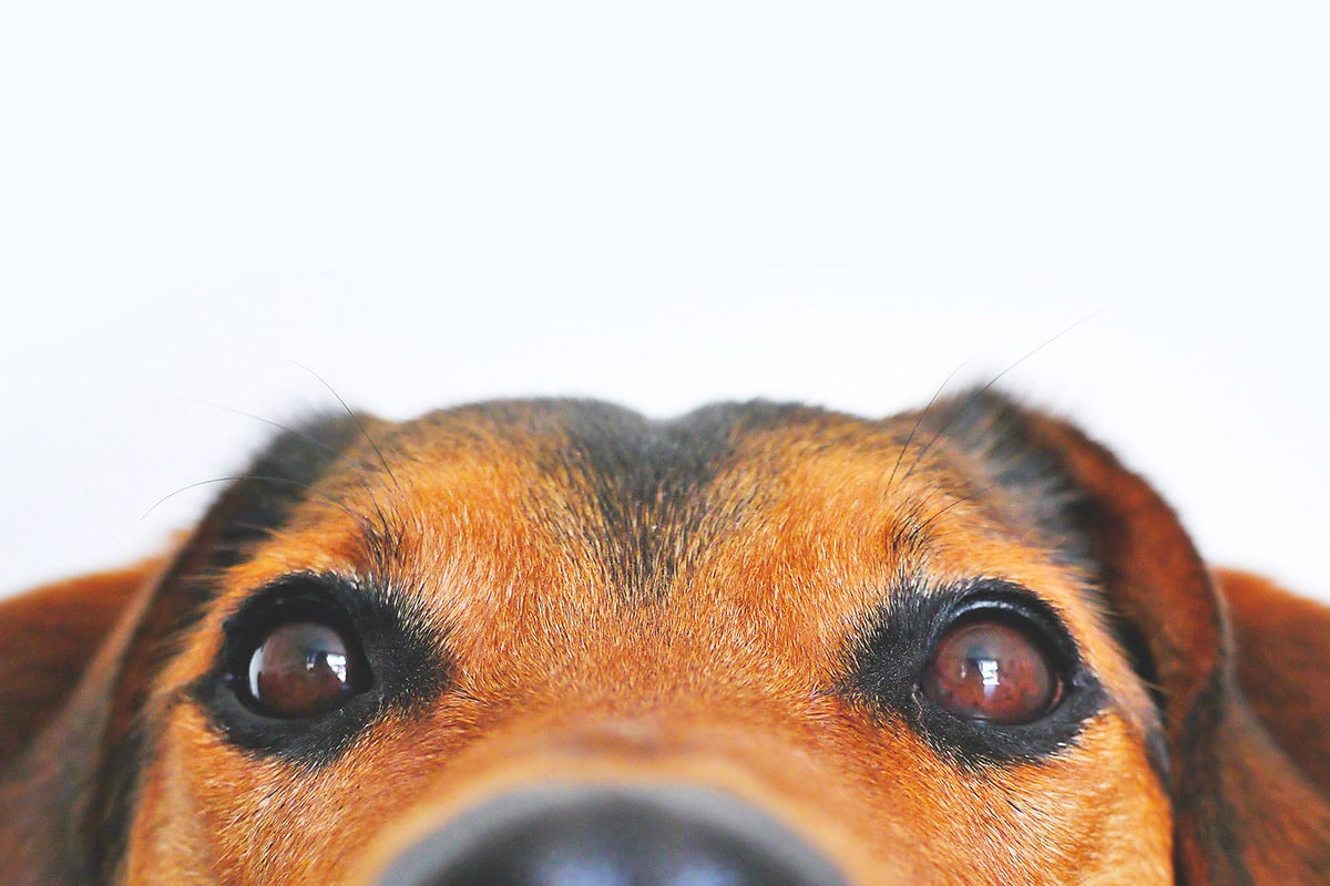 Can You Ship A Dog Across The Country